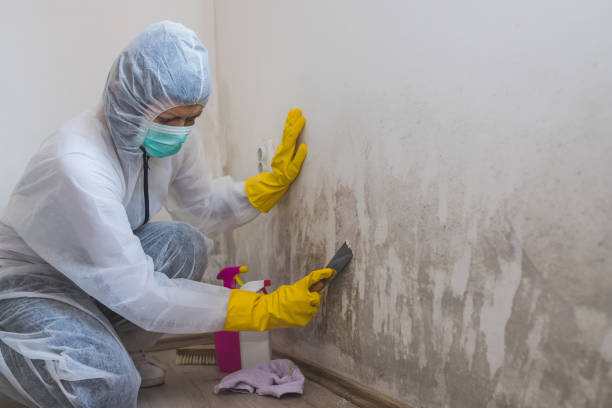 Best Mold Testing and Removal  in Adamsville, TN