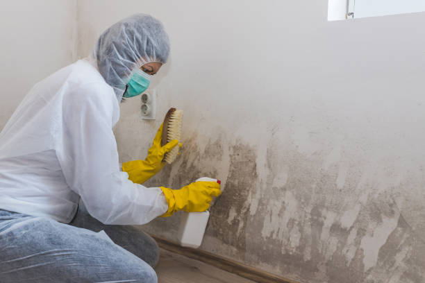 Best Local Mold Removal Service  in Adamsville, TN