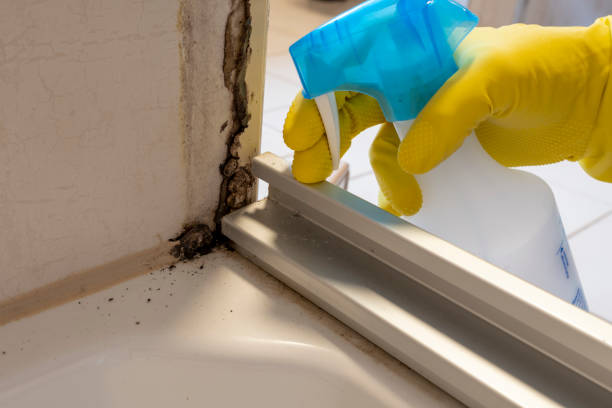 Attic Mold Removal in Adamsville, TN