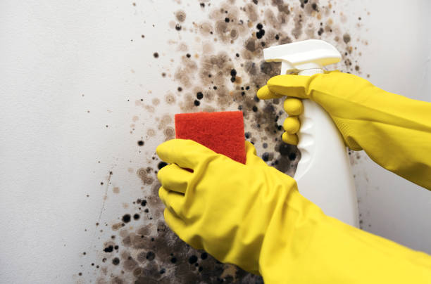 Mold Testing and Removal in Adamsville, TN