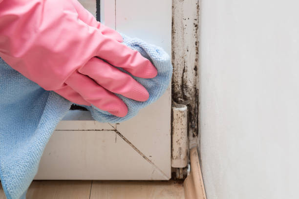 Best Mold Damage Repair  in Adamsville, TN